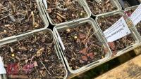 9 THALICTRUM DELAVAYI 'HEWITTS DOUBLE' - 2