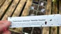 9 THALICTRUM DELAVAYI 'HEWITTS DOUBLE' - 4