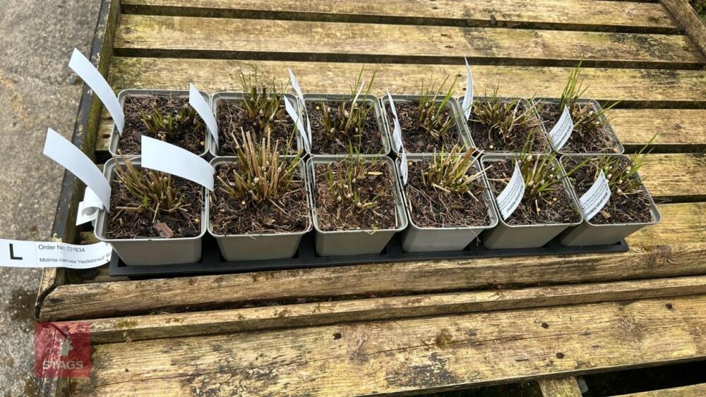 12 MOLINIA CAERULEA HEIDEBRAUT GRASSES