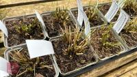 12 MOLINIA CAERULEA HEIDEBRAUT GRASSES - 2