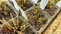 12 MOLINIA CAERULEA HEIDEBRAUT GRASSES - 3