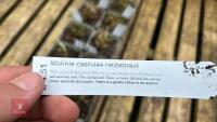 12 MOLINIA CAERULEA HEIDEBRAUT GRASSES - 4