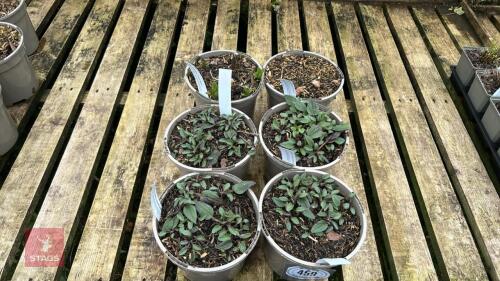 6 MIXED PLANTS