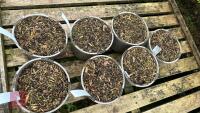 7 POLYGONATUM MULTIFLORUM PLANTS - 2