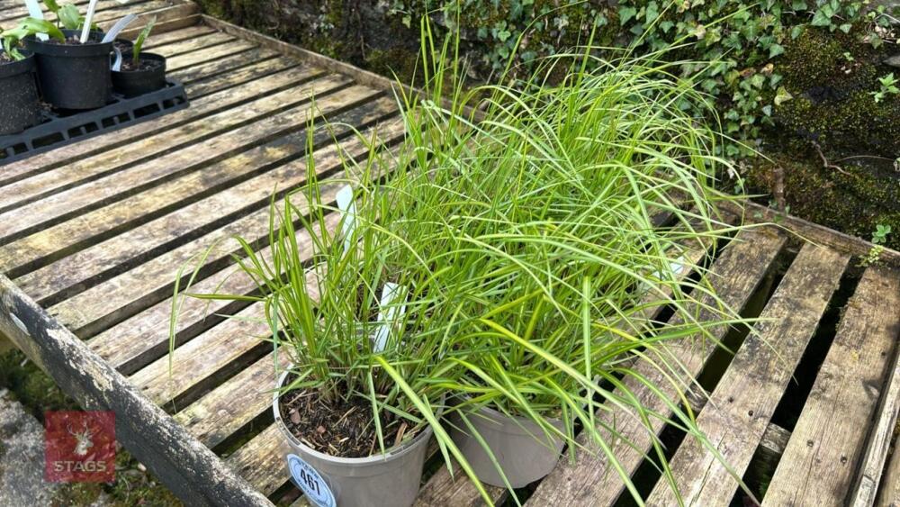 5 CALAMAGROSTIS ELDORADO GRASSES
