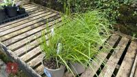 5 CALAMAGROSTIS ELDORADO GRASSES