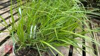 5 CALAMAGROSTIS ELDORADO GRASSES - 2