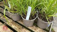 5 CALAMAGROSTIS ELDORADO GRASSES - 3