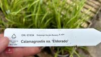 5 CALAMAGROSTIS ELDORADO GRASSES - 4