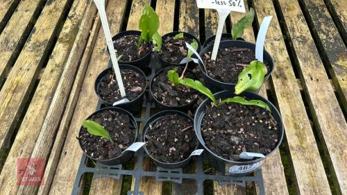 8 MIXED ERYTHRONIUM 'LUCKY DIP & PAGODA'