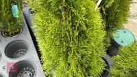 3 THUJA 'SMARAGED' EVERGREENS - 2