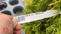 3 THUJA 'SMARAGED' EVERGREENS - 3