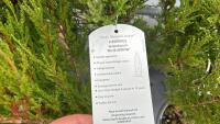 6 JUNIPERUS 'BLUE ARROW' EVERGREENS - 3