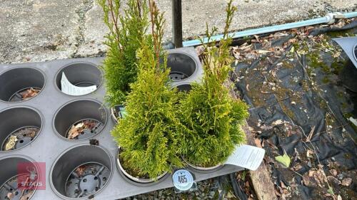 3 THUJA 'SMARAGD' EVERGREENS
