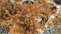 2 PODOCARPUS 'RED EMBERS' - 2