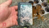 2 PODOCARPUS 'RED EMBERS' - 3