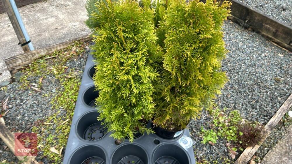 2 THUJA 'SMARAGD' EVERGREENS
