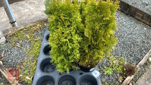 2 THUJA 'SMARAGD' EVERGREENS