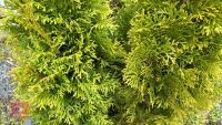 2 THUJA 'SMARAGD' EVERGREENS - 2