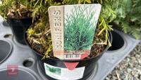 2 THUJA 'SMARAGD' EVERGREENS - 3