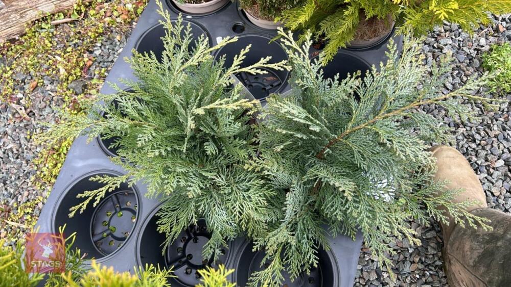 2 CHAMAE CYPARIS EVERGREENS