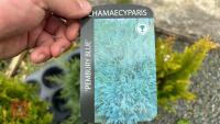 2 CHAMAE CYPARIS EVERGREENS - 3