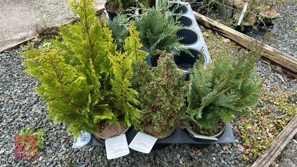 3 MIXED EVERGREENS