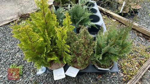 3 MIXED EVERGREENS
