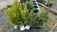 3 MIXED EVERGREENS