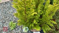3 MIXED EVERGREENS - 2