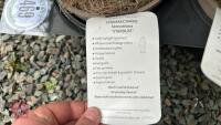 3 MIXED EVERGREENS - 5