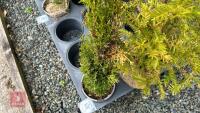 2 MIXED EVERGREENS - 3