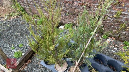 2 JUNIPERUS 'SKYROCKET'