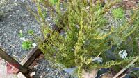 2 JUNIPERUS 'SKYROCKET' - 2