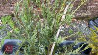 2 JUNIPERUS 'SKYROCKET' - 3