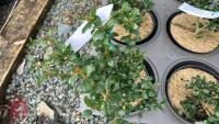 6 ILEX CRENATA 'CAROLINE UPRIGHT' - 2