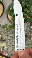 6 ILEX CRENATA 'CAROLINE UPRIGHT' - 3