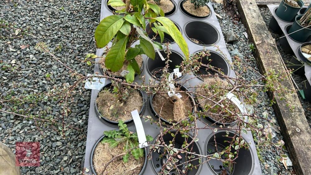 5 MIXED SHRUBS