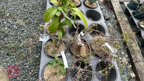 5 MIXED SHRUBS