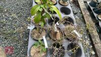 5 MIXED SHRUBS