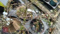 5 MIXED SHRUBS - 2