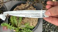 5 MIXED SHRUBS - 4