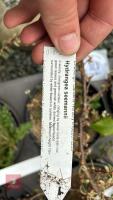 5 MIXED SHRUBS - 5
