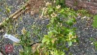 1 CHOISYA TERNATA SHRUB - 2