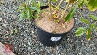 1 CHOISYA TERNATA SHRUB - 3