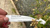 1 CHOISYA TERNATA SHRUB - 4