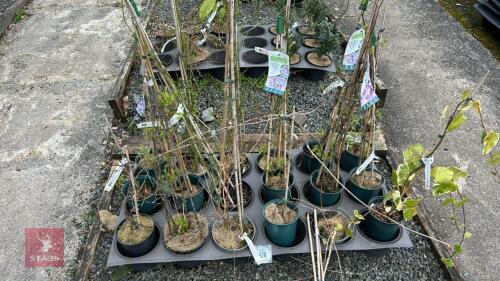 18 MIXED CLIMBING PLANTS