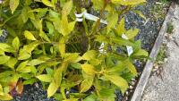 3 LAURUS NOBILIS PYRAMID TOPIARY - 2