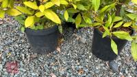 3 LAURUS NOBILIS PYRAMID TOPIARY - 3