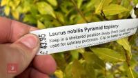 3 LAURUS NOBILIS PYRAMID TOPIARY - 4